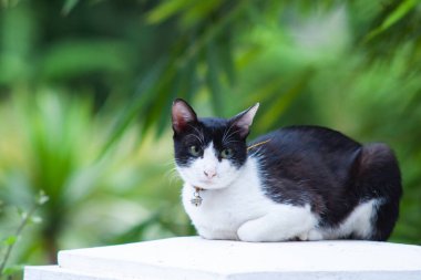 Siyah beyaz tekir kedi yeşil arka planda yatıyor.
