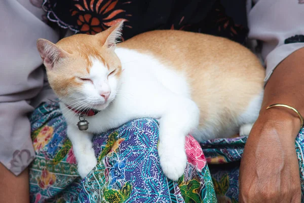 A white and yellow cat is resting comfortably on its owner\'s lap, depicts the bond between owner and pet.