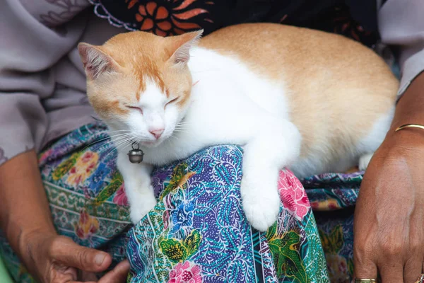 Beyaz ve sarı bir kedi sahibinin kucağında rahatça dinleniyor. Sahibi ve evcil hayvanı arasındaki bağı tasvir ediyor..