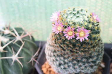 Yakın plan pembe kaktüs çiçekleri. Mammillaria çiçek açıyor.