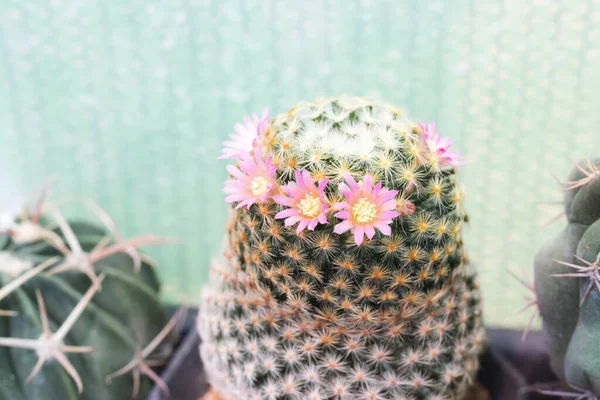 Close Pink Flowers Cactus Mammillaria Blooming — Stock Photo, Image