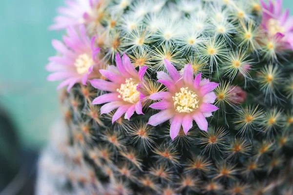 Yakın plan pembe kaktüs çiçekleri. Mammillaria çiçek açıyor.