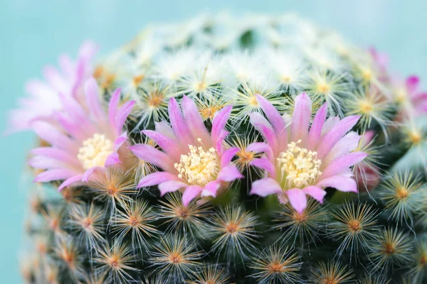 Yakın plan pembe kaktüs çiçekleri. Mammillaria çiçek açıyor.