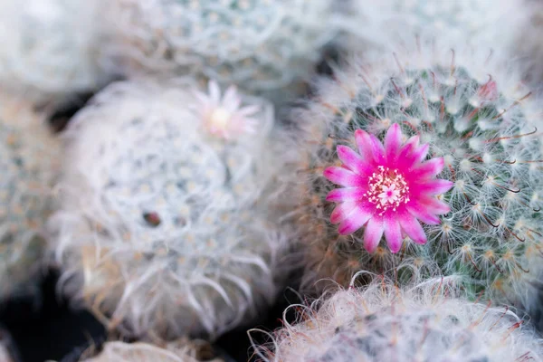 Mammillaria kaktüsünün çiçek açan çiçeği. Seçici odak kavramı.