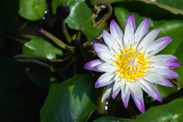 White lotus flower with purple border on the background of green leaves.