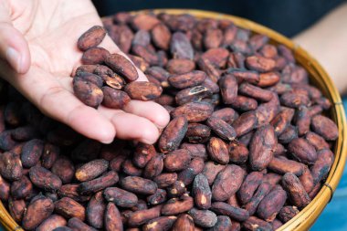 Tahta sepetteki kakao çekirdeklerini sıralayan kadın elleri.