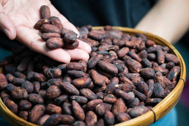 Tahta sepetteki kakao çekirdeklerini sıralayan kadın elleri.