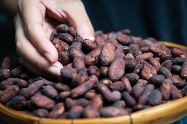 Tahta sepetteki kakao çekirdeklerini sıralayan kadın elleri.