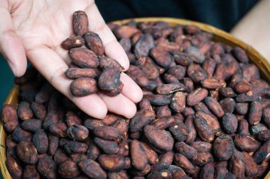 Tahta sepetteki kakao çekirdeklerini sıralayan kadın elleri.