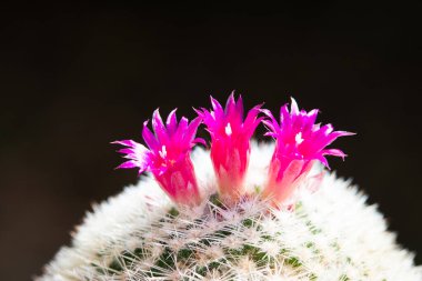 Mammilaria kaktüsünün küçük pembe çiçeğini kapat..