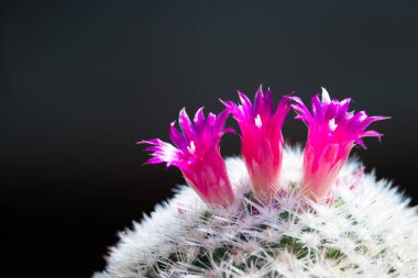 Close up of little pink flower of Mammilaria cactus. clipart