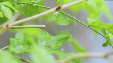 Damlalar ve damlalar halinde yağmur..