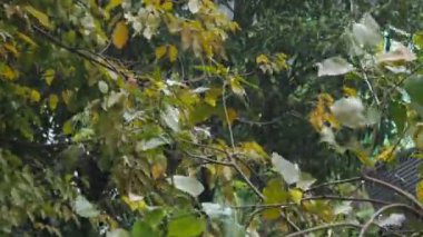 yeşil yapraklar, bitki ve hayvan