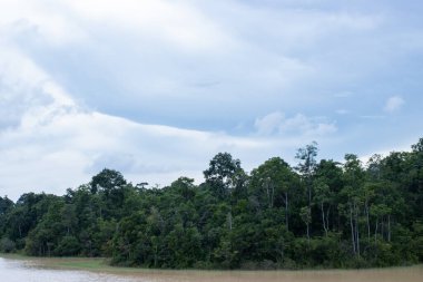 Nehirde bahar ormanı, Khao yai ulus parkı, Tayland. Doğal arkaplan ve doku.