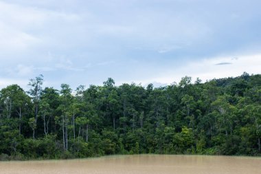 Nehirde bahar ormanı, Khao yai ulus parkı, Tayland. Doğal arkaplan ve doku.