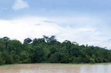 Nehirde bahar ormanı, Khao yai ulus parkı, Tayland. Doğal arkaplan ve doku.
