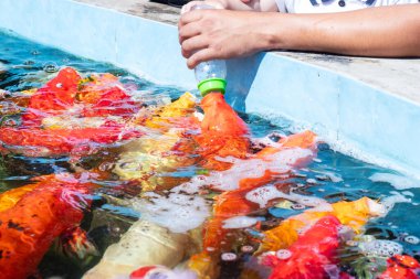 Renkli koi balıkları bir göletin kenarında elle besleniyorlar. Parklarda ya da hayvanat bahçelerinde sıkça rastlanan eğlenceli, etkileşimli bir beslenme deneyimi.