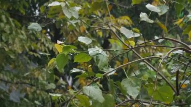 Rüzgarda sallanan yeşil ve sarı yapraklar ince ağaç dalları üzerinde, açık havada, yumuşak ışıklandırmalı bir ortamda yakalandılar..