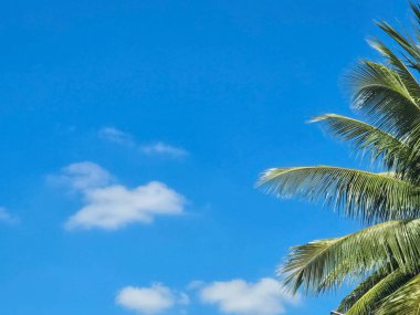 Yumuşak beyaz bulutlu parlak mavi gökyüzü ve sağında tropikal hindistan cevizi palmiyesi. Sakin, güneşli bir gün yazın, dinlenmenin ve tropikal tatillerin özünü yakalıyor..