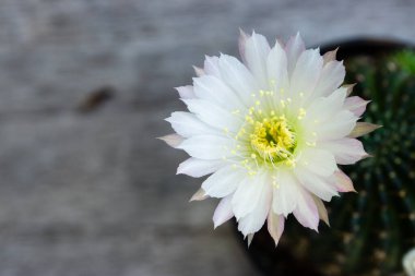 Yumuşak pembe uçlu beyaz bir kaktüs çiçeğinin ve ahşap arka plandaki bir tencerede sarı merkezin yakın çekimi..