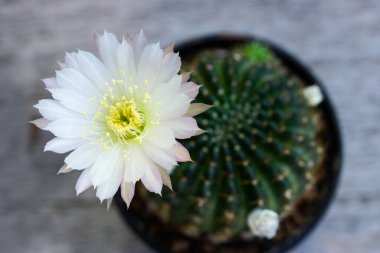 Yumuşak pembe uçlu beyaz bir kaktüs çiçeğinin ve ahşap arka plandaki bir tencerede sarı merkezin yakın çekimi..