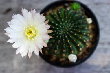 Yumuşak pembe uçlu beyaz bir kaktüs çiçeğinin ve ahşap arka plandaki bir tencerede sarı merkezin yakın çekimi..