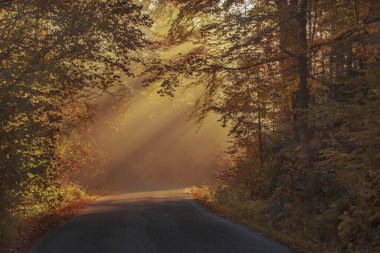 autumn morning in the woods