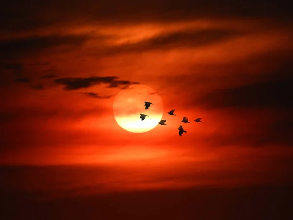 Aves Volando Atardecer Entre Nubes — Stockfoto