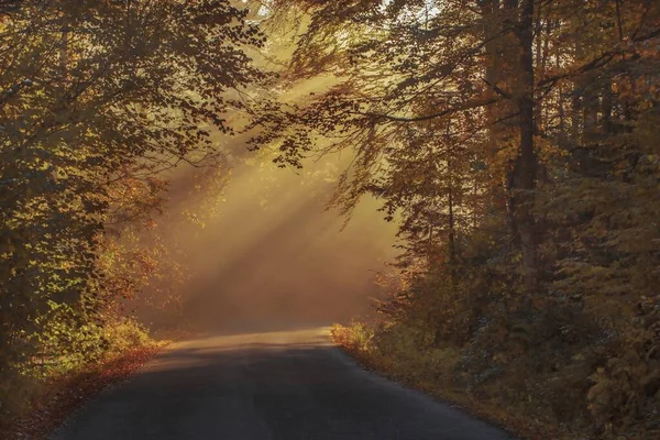 Autumn Morning Woods — Stockfoto