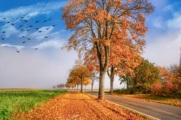 Herbstlaub Und Straße — Stockfoto