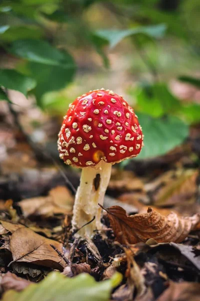Κόκκινο Μανιτάρι Λευκές Κουκίδες Toadstool Ένα Τοπίο Δάσος Φωτογραφία Ρηχό — Φωτογραφία Αρχείου