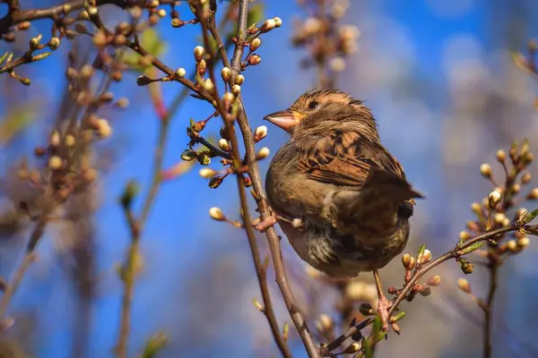 Bahar Faunası Bitki Örtüsü Ağaç Dallarında Yaygın Serçe — Stok fotoğraf