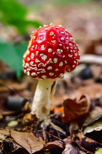 红色蘑菇 有白色斑点 在森林风景中的凳子 地面浅层的照片 — 图库照片