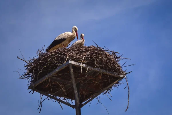 Vroeg Lente Ooievaars Een Nest Met Een Blauwe Lucht Achtergrond — Stockfoto