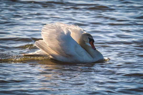 Cena Lago Fenomenal Com Animal Swan Nadando Lagoa — Fotografia de Stock