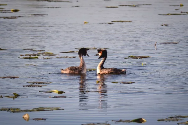 Phenomenal Lake Scene Animals Pair Ducks Beaks Each Other — стоковое фото