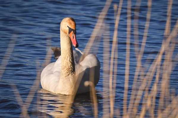 Cena Lago Fenomenal Com Animal Swan Nadando Lagoa — Fotografia de Stock