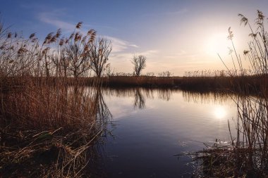 Güzel yaz manzarası. Kuru ağaç ve çimenler nehirde yansıyor..