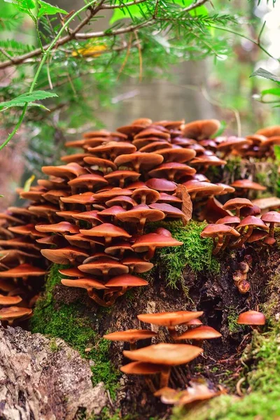 Beautiful Forest Scene Mushrooms Green Scenery Lit Sun Photo Shallow — Stock Photo, Image