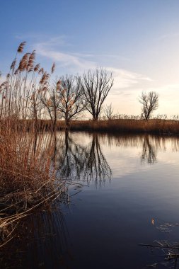 Güzel yaz manzarası. Kuru ağaç ve çimenler nehirde yansıyor..