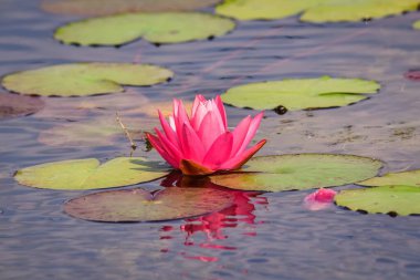 Havuzdaki güzel pembe çiçek. Botanik bahçesindeki nilüferler. Görüntü alan derinliği sığ.
