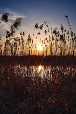Güzel yaz manzarası. Kuru ağaç ve çimenler nehirde yansıyor..