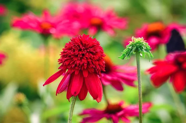Bonito Conceito Floral Colorido Echinacea Vermelho Fundo Natural Verde Foto — Fotografia de Stock