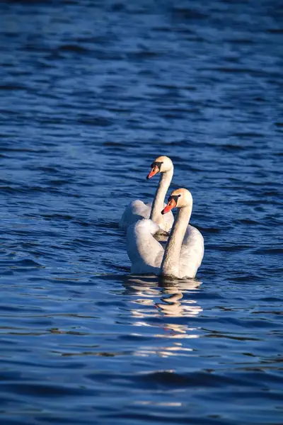 Phänomenale Seeszene Mit Tieren Schwäne Schwimmen Teich Foto Geringer Schärfentiefe — Stockfoto