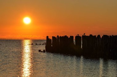 Güzel bir deniz manzarası. Ağaç gövdesindeki kuşlar dalgalı suyun üzerinde. Fotoğraf: Gdynia, Polonya.