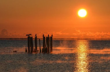 Güzel bir deniz manzarası. Ağaç gövdesindeki kuşlar dalgalı suyun üzerinde. Fotoğraf: Gdynia, Polonya.