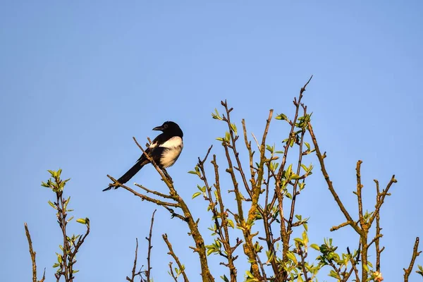 Bird in a spring scenery. Magpie on tree branches with blue sky in the background.