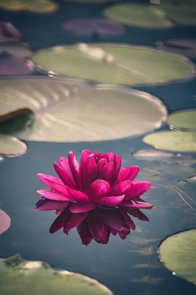 Beautiful Pink Flowers Pond Water Lilies Botanical Garden Photo Shallow — Stock Photo, Image