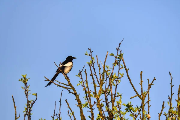 Pájaro Paisaje Primaveral Urraca Ramas Árbol Con Cielo Azul Fondo —  Fotos de Stock