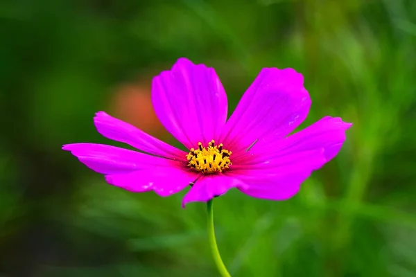 Самотня Рожева Квітка Зеленому Розмитому Фоні Квітка Космосу Зеленій Траві — стокове фото